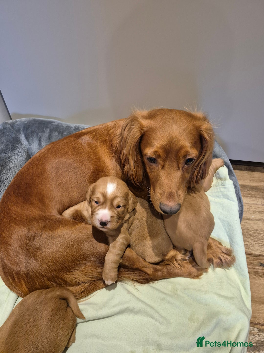 Cocker Spaniel dogs for sale: KC reg,Adorable,Golden Working CockerSpaniel Pupps - Advert 12