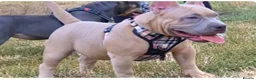 American Bully dogs for sale: Pocket bully  - Advert 1
