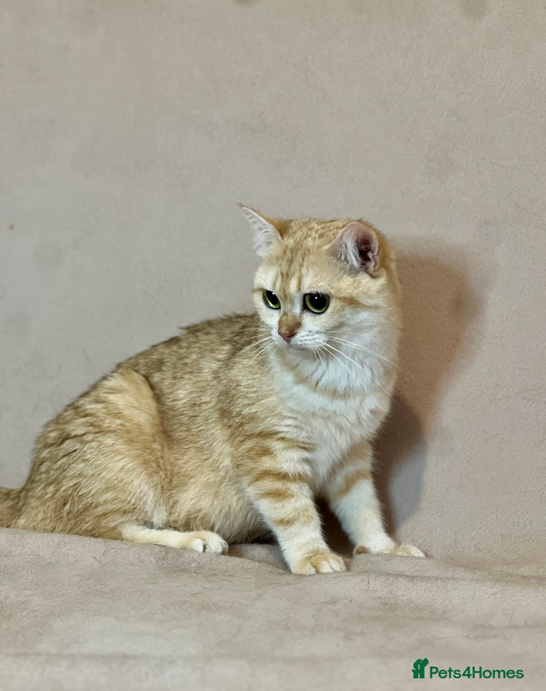 British Shorthair cats for sale: 🐾 Purebred BSH Kittens 🐾 - Advert 29