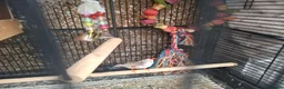 Finches birds for sale: Male finch with full setup in Swindon - Advert 4