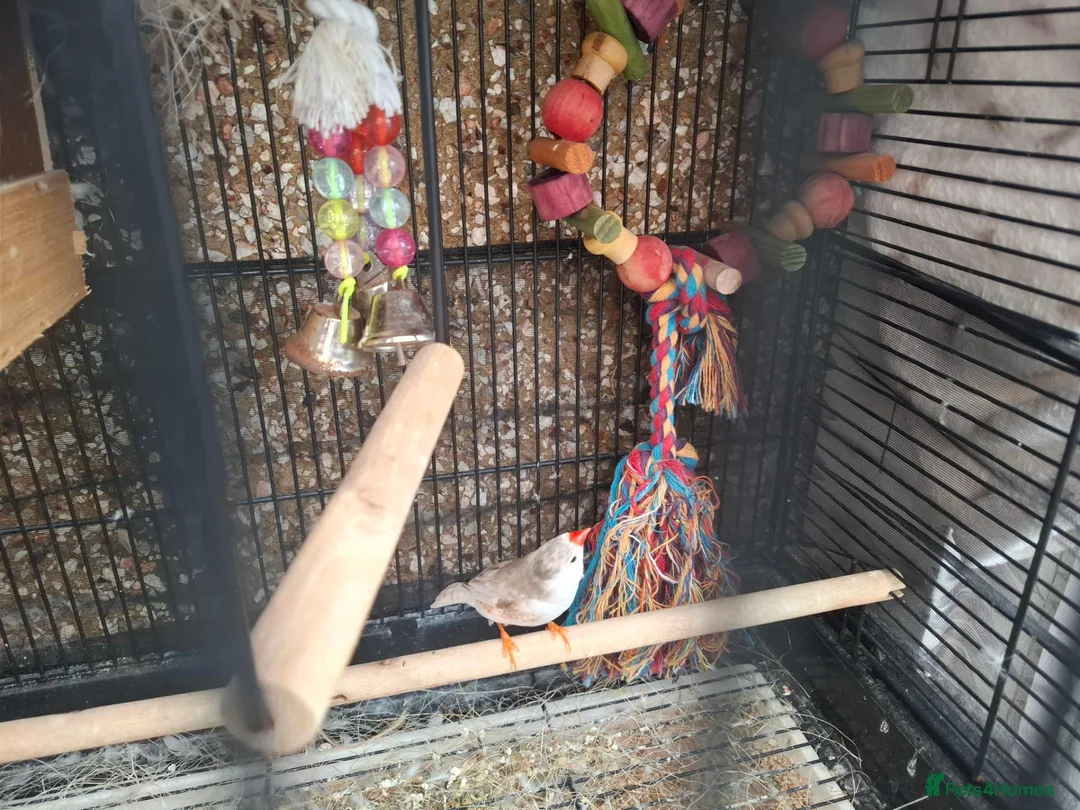 Finches birds for sale: Male finch with full setup in Swindon - Advert 4