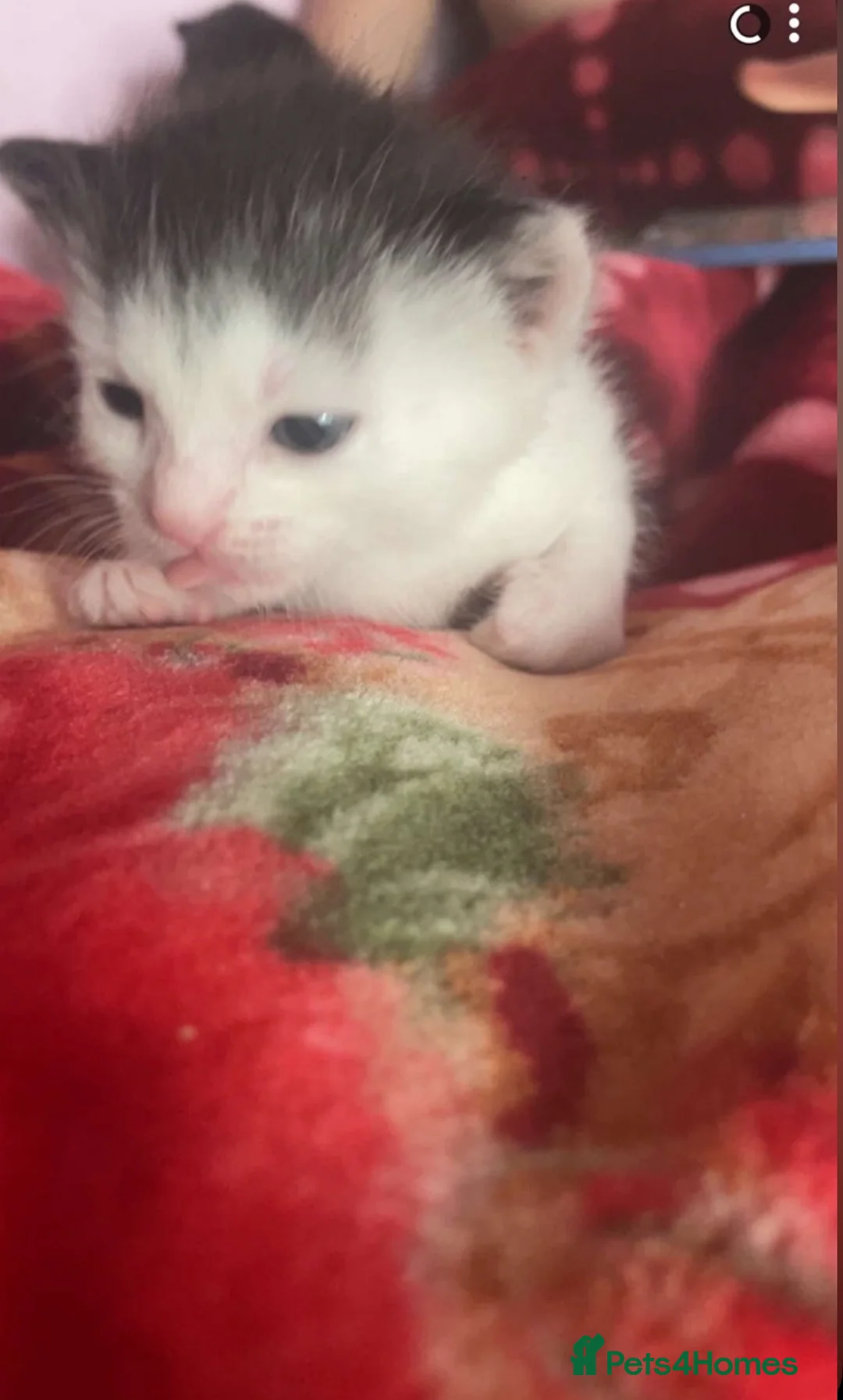 British Longhair cats for sale: Two gorgeous kittens for sale - Advert 2