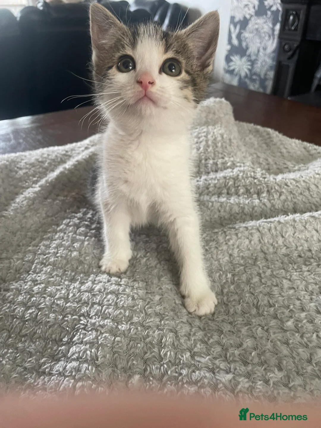 Mixed Breed cats for sale: 4 beautiful boys ready for there forever homes  - Advert 2