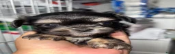 Mixed Breed dogs for sale: Tiny Malchi puppies - Advert 10