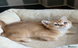 British Shorthair cats for sale: GCCF reg BSH Chocolate and Black Golden Kittens in London - Image 27