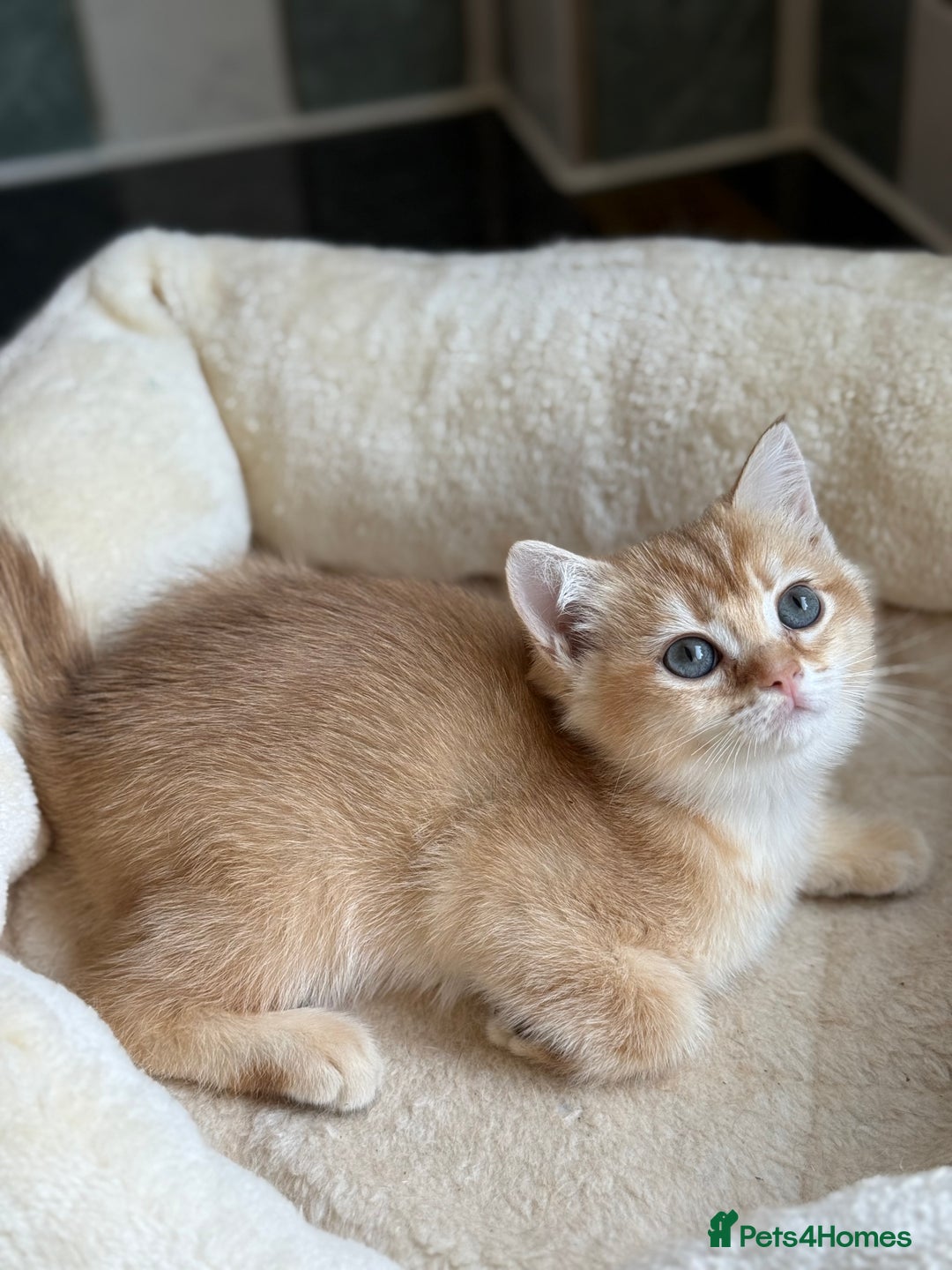 British Shorthair cats for sale: GCCF reg BSH Chocolate and Black Golden Kittens in London - Image 27