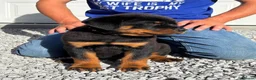 Rottweiler dogs for sale: 💯Oustanding big chunky M/F💯Ready in a few💋💋 in Buxton - Advert 4