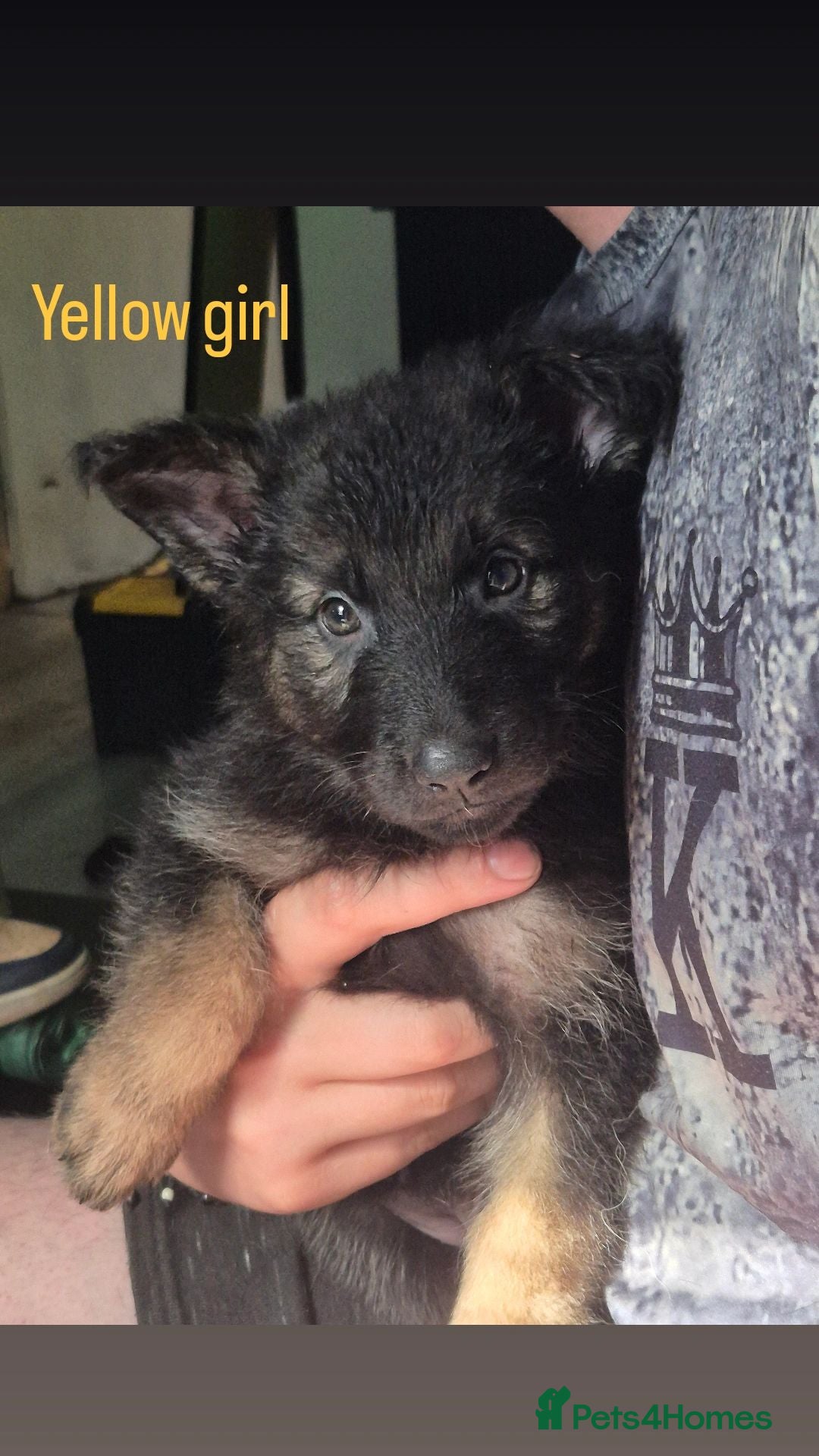 German Shepherd dogs Beautiful straightback German Shepherd Puppies 🐾  - Advert 17