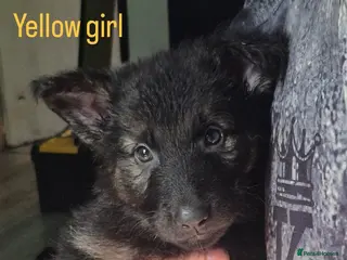 German Shepherd dogs Ready next wknd! gorgeous german shepherd pups🐾 - Advert 1
