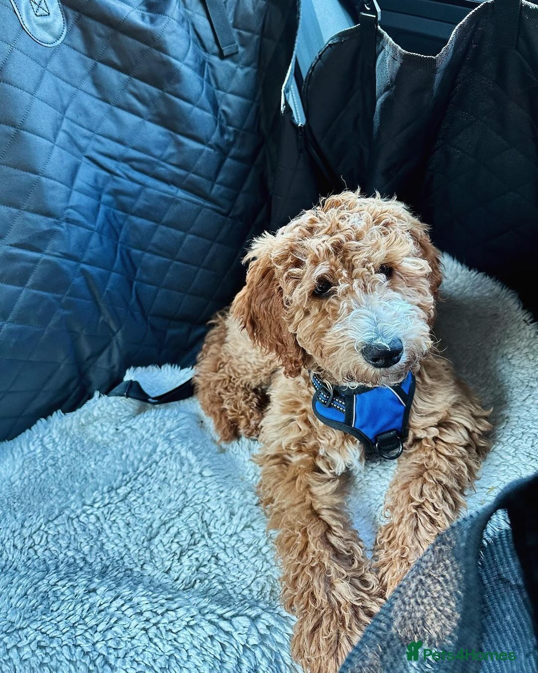 Australian Labradoodle dogs for sale: Aussie Doodle Lottie, 7 Months Old - Image 11