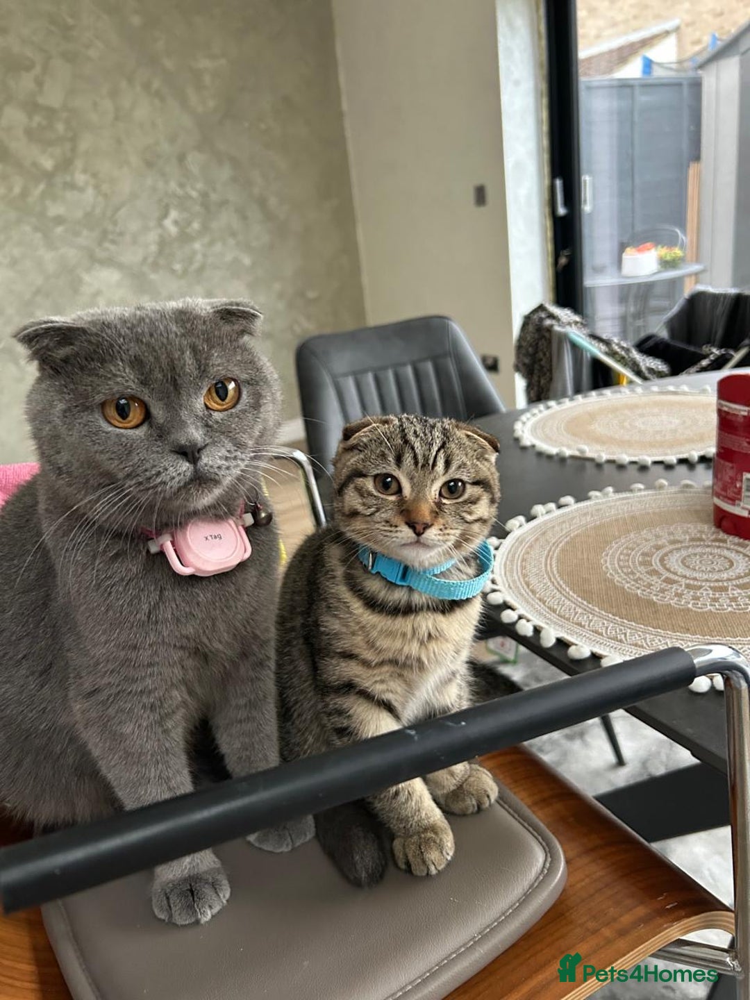 Scottish Fold cats for sale: We have a lovely Scottish Fold boy   - Image 2