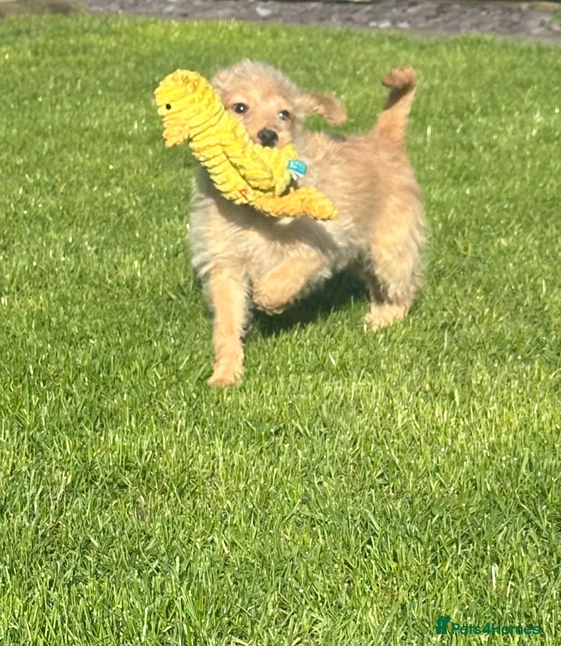 Labradoodle dogs F1 Miniature Labradoodle 🤍  - Advert 2