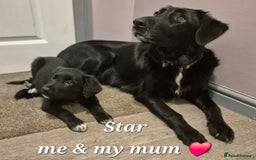 Border Collie dogs for sale: LAST BEAUTIFUL BORDER COLLIE - Image 1