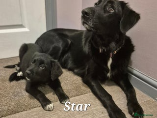 Border Collie dogs for sale - Advert 1