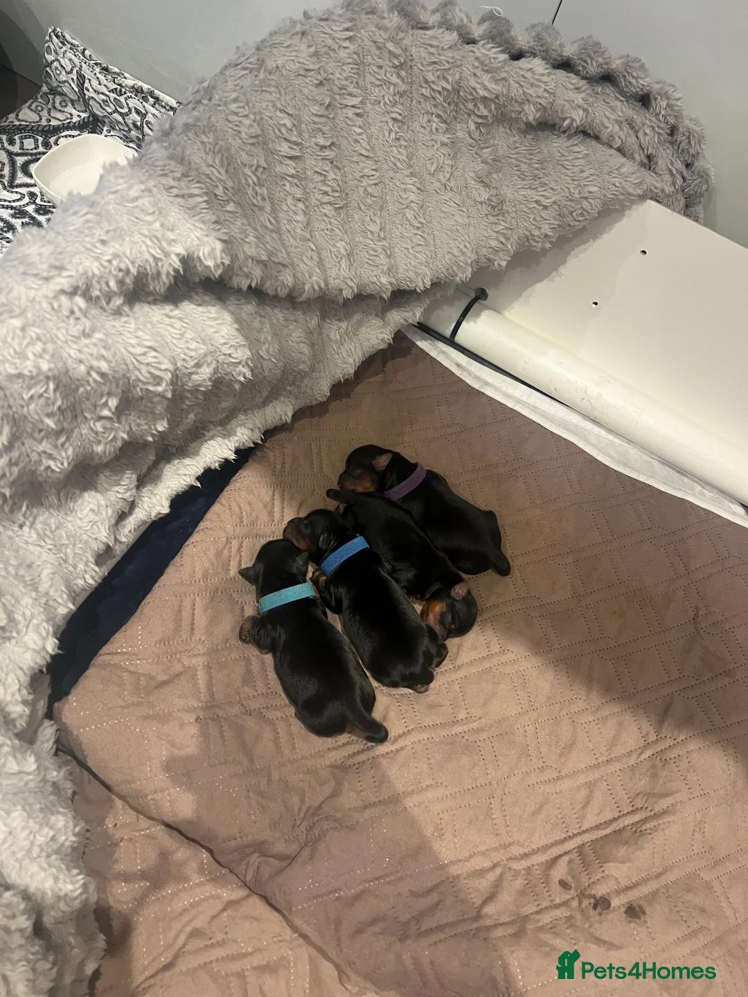 Yorkshire Terrier dogs for sale: Exceptional Pure Yorkshire Terrier Boys  - Advert 7