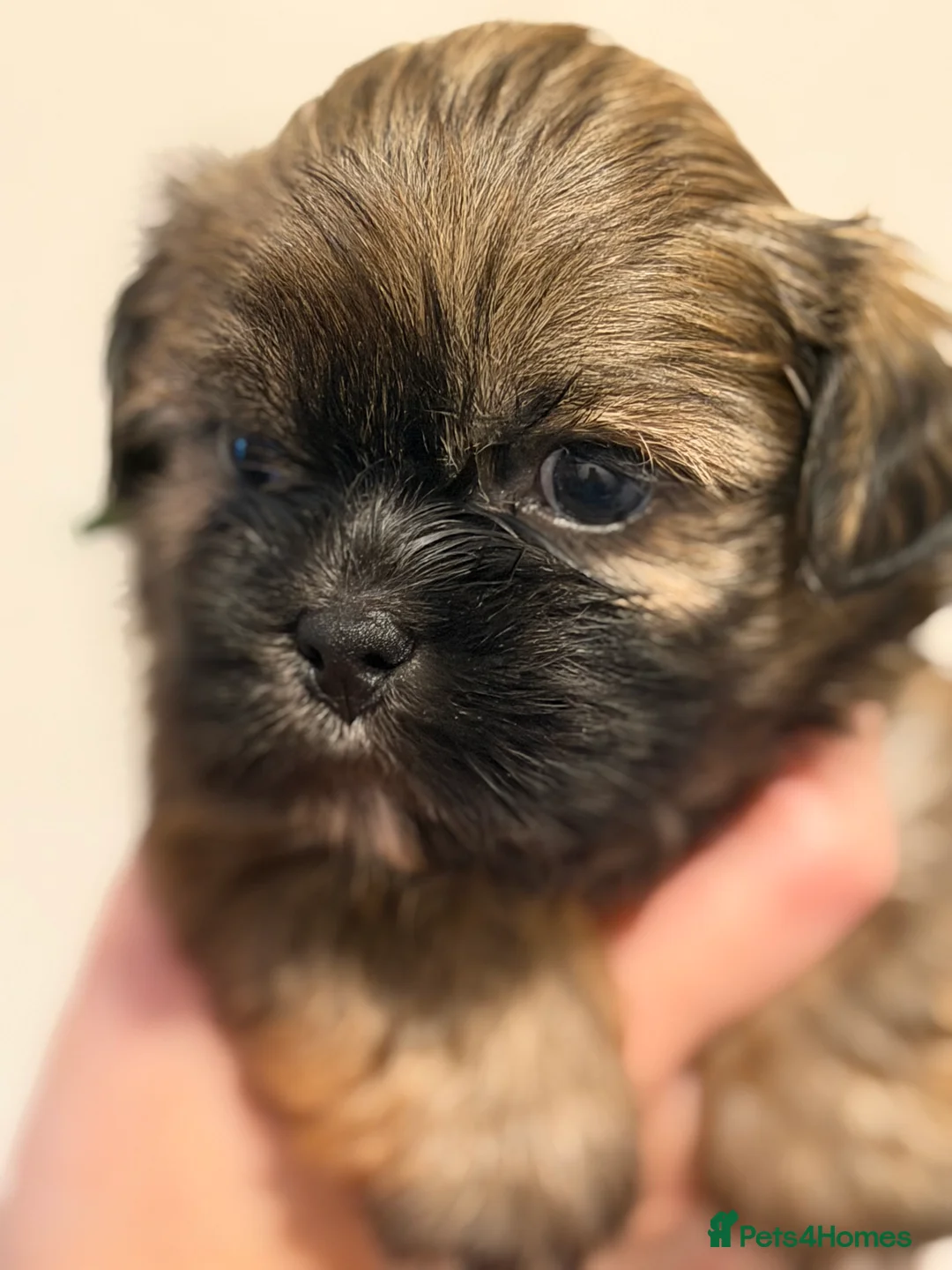 Lhasa Apso dogs for sale: RKC registered puppy boys - Advert 3