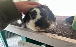 Mini Lop rabbits for sale: Male mini lop rabbit  - Image 3
