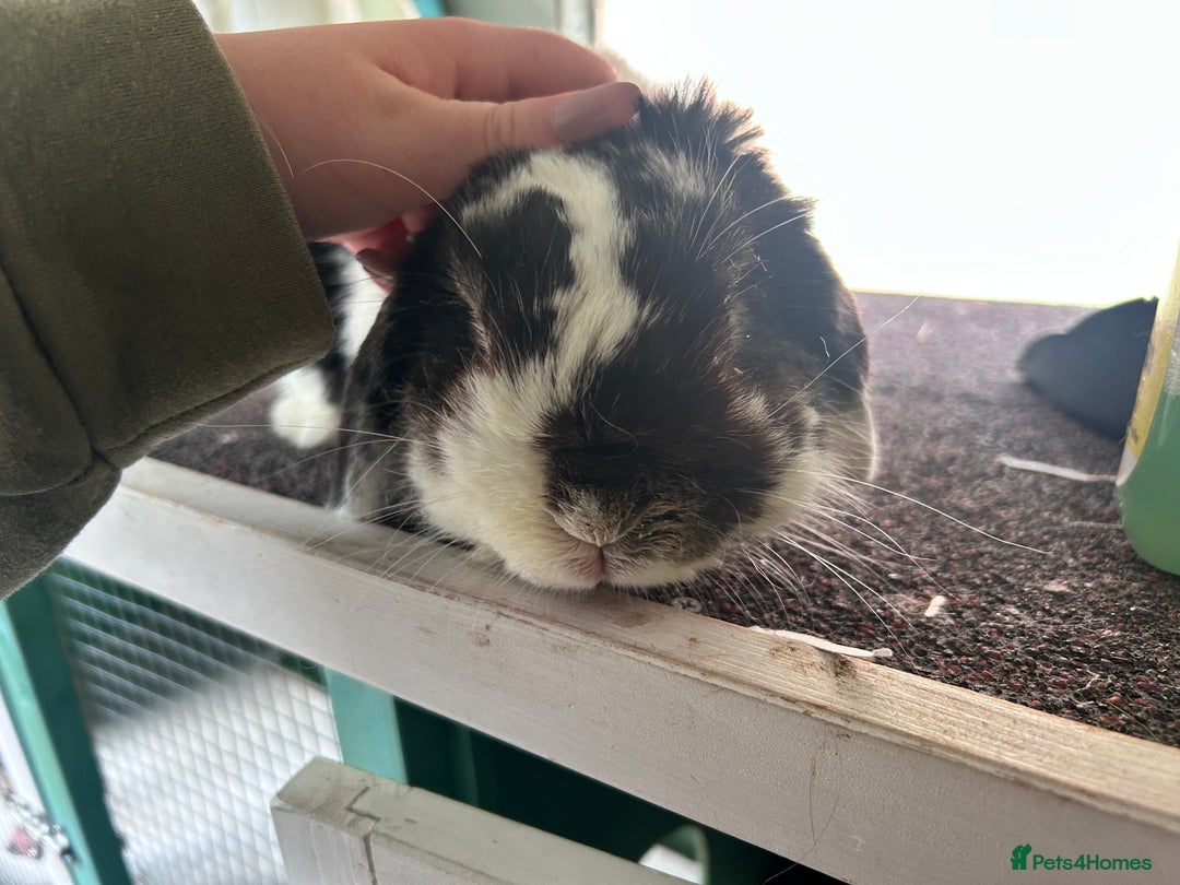 Mini Lop rabbits for sale: Male mini lop rabbit  - Image 3