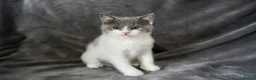 British Shorthair cats for sale: Pedigree Kittens GCCF registered  - Advert 6