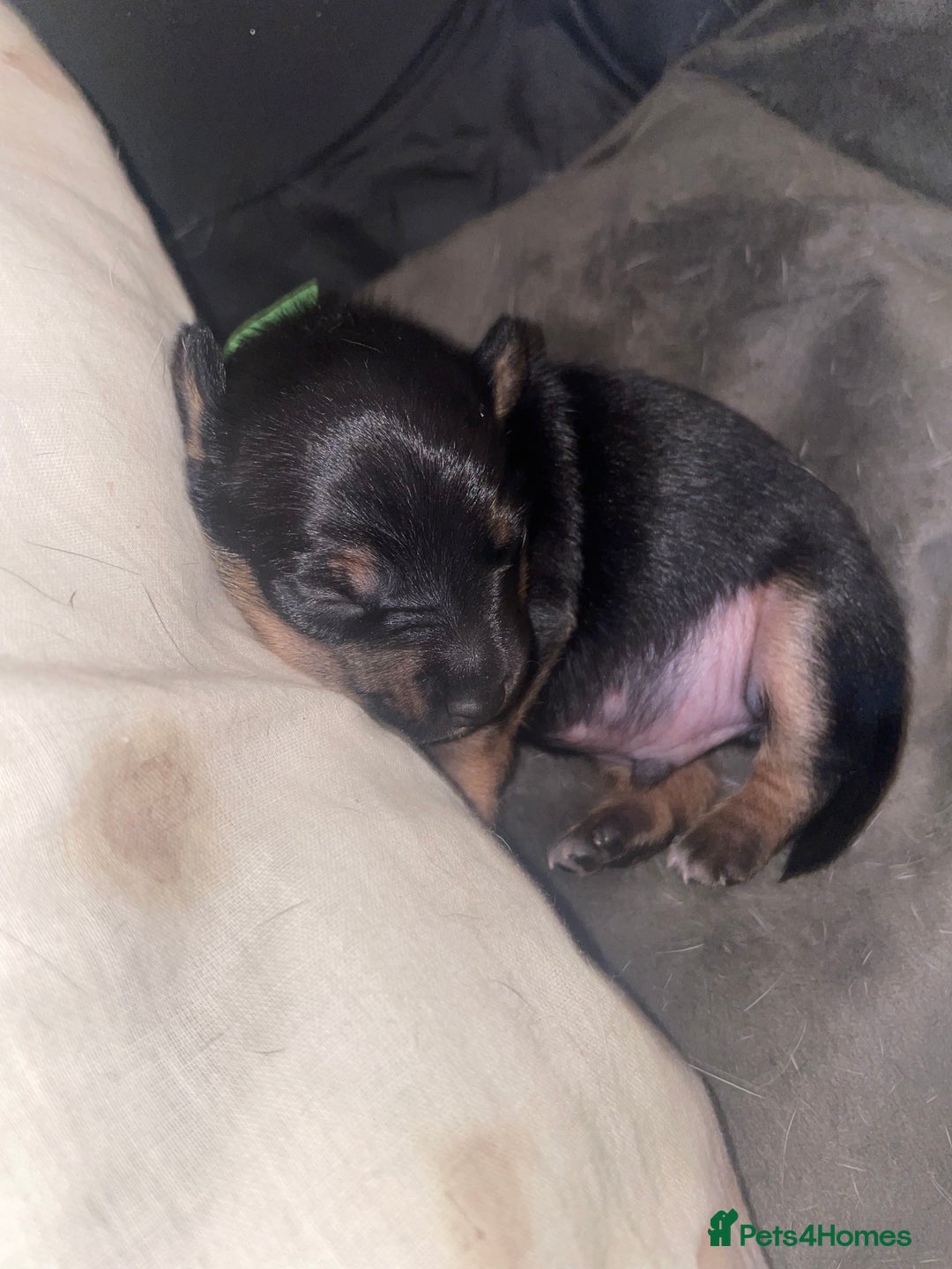 Jack Russell dogs for sale: Jack Russell Puppies - Advert 19