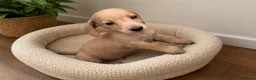 Miniature Dachshund dogs for sale: Long/smooth haired cream/Red Mini Dachshund pups - Advert 3