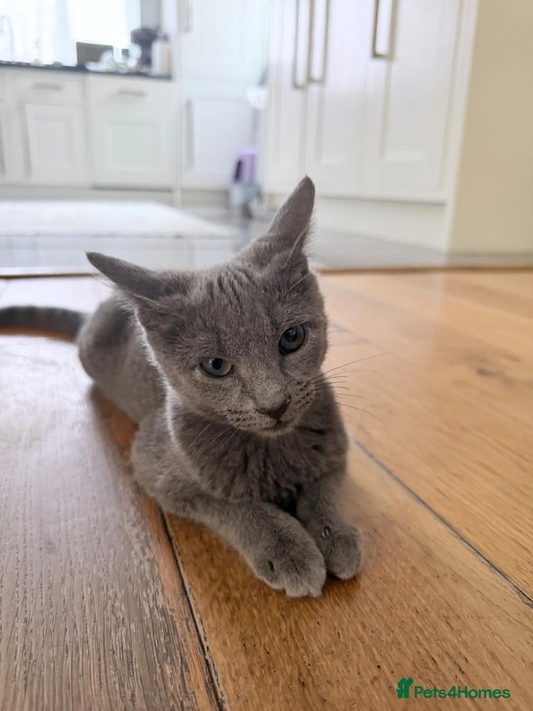 Russian Blue cats for sale: 🐾 Loving Home Needed for a Special Russian Blue🐾 - Advert 1