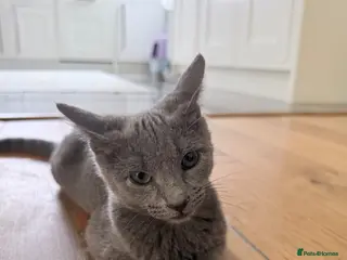 Russian Blue cats 🐾 Loving Home Needed for a Special Russian Blue🐾 - Advert 1