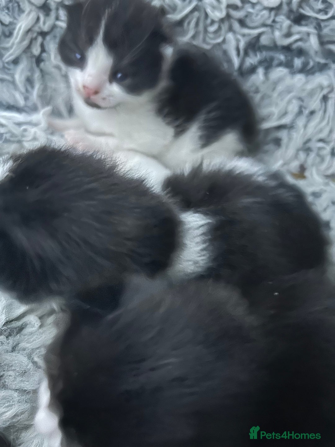 Mixed Breed cats for sale: Kittens are ready now 8 weeks old  - Advert 17
