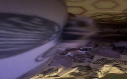 Mixed Breed cats for sale: 13 week old kitten - Image 3