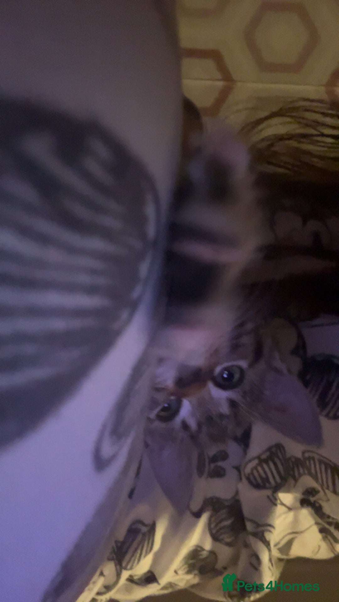 Mixed Breed cats for sale: 13 week old kitten - Image 3