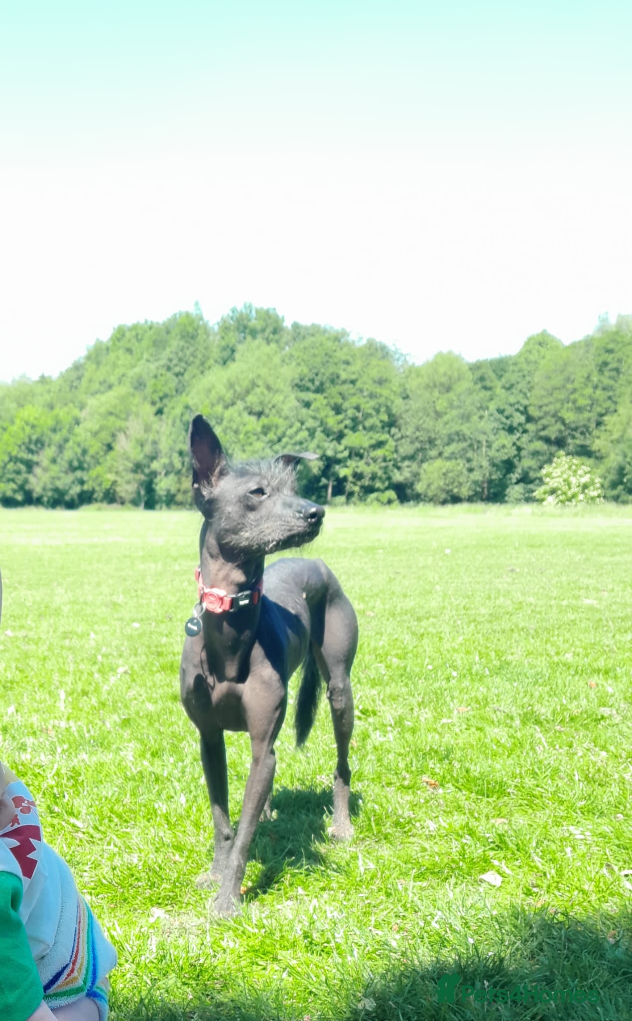 Mixed Breed dogs Darla 5 Yr old Chinese Crested x border collie - Advert 1