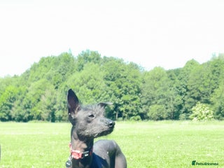 Mixed Breed dogs Darla 5 Yr old Chinese Crested x border collie - Advert 11