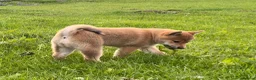 Japanese Shiba Inu dogs for sale: REDUCED Pure bred Shiba Inu Puppies - Advert 5