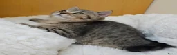 Scottish Fold cats for sale: Golden Tabby Kittens  - Advert 19