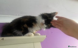Maine Coon cats for sale:  Vet check. Full Vaccinated. Microchiped kittens in Sudbury - Image 34