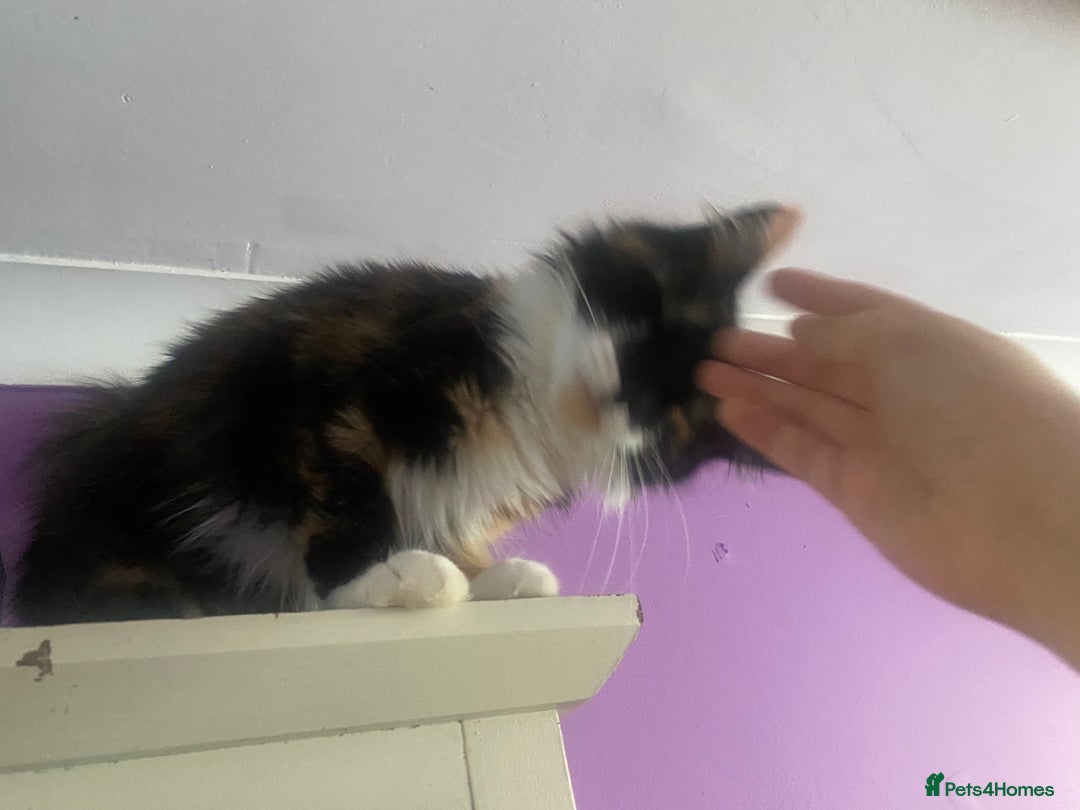 Maine Coon cats for sale:  Vet check. Full Vaccinated. Microchiped kittens in Sudbury - Image 34