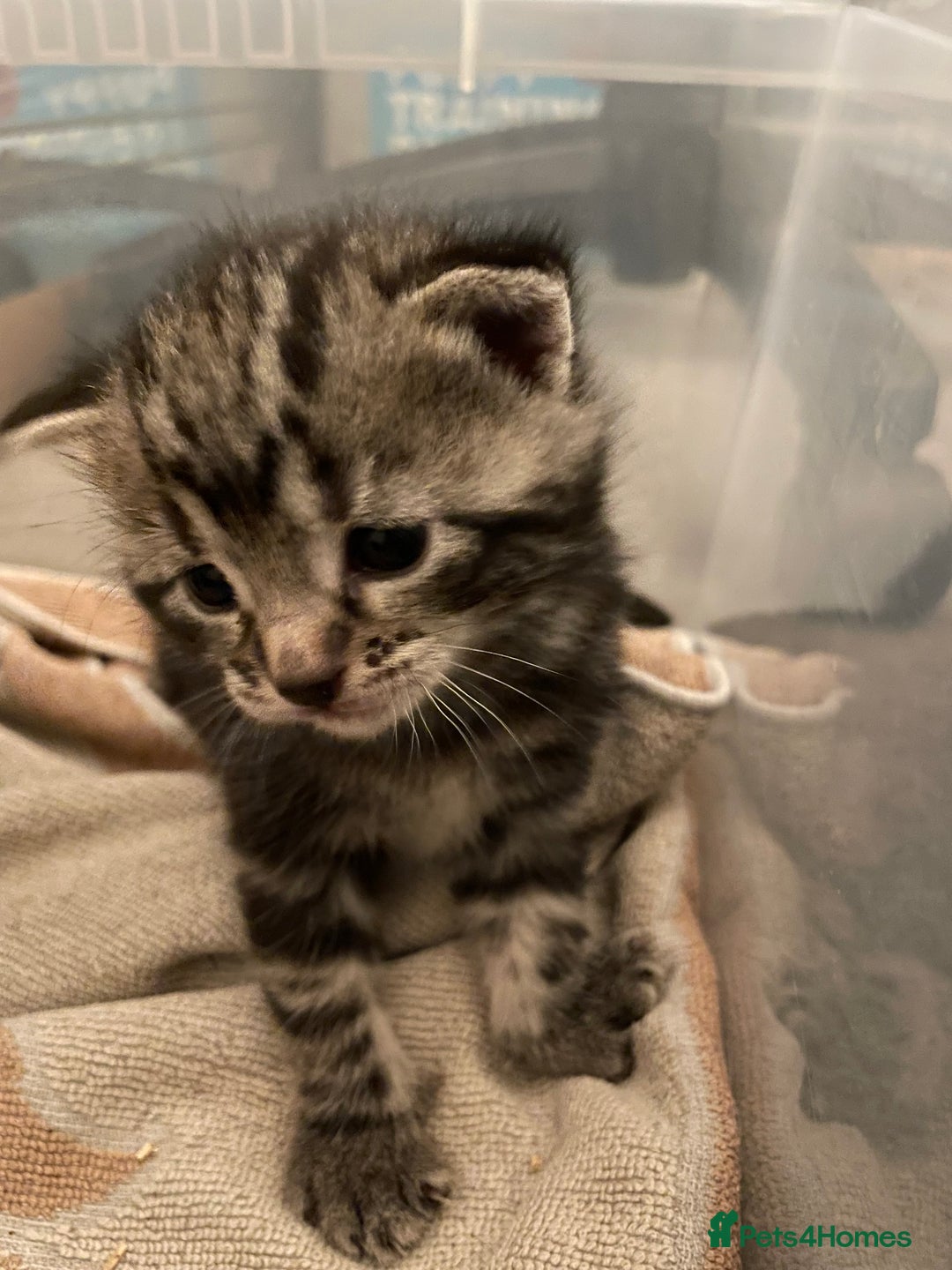 Domestic Shorthair cats for sale: Kittens - Image 2