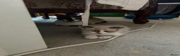 Mixed Breed cats for sale: Beautiful kittens looking for lovely home in Enfield - Advert 2