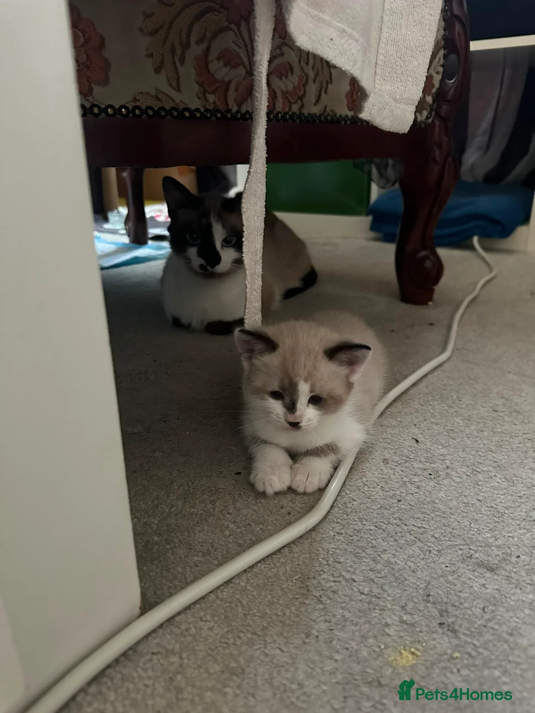 Mixed Breed cats for sale: Beautiful kittens looking for lovely home in Enfield - Advert 2