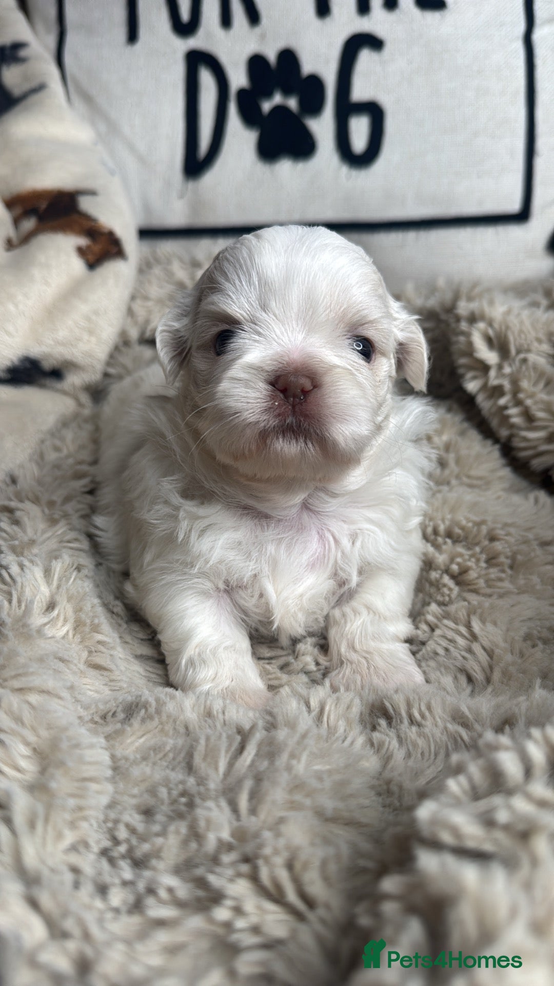 Shih Tzu dogs Mini Colourful Litter of Shihtzu  - Advert 8