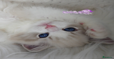 Ragdoll cats - Advert 5