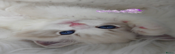 Ragdoll cats for sale: Exquisite High-End Quality Ragdolls Lynx / Bicolor - Advert 3