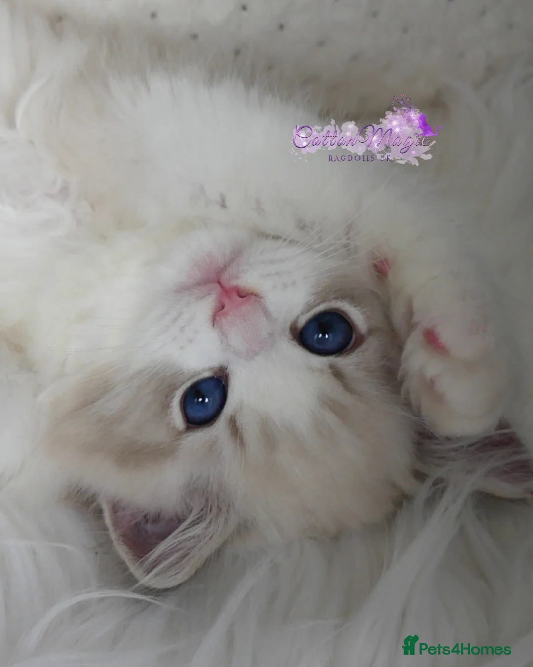 Ragdoll cats for sale: Exquisite High-End Quality Ragdolls Lynx / Bicolor - Advert 3