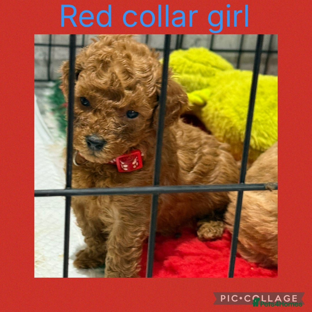 Cavapoo dogs for sale: 8 x cavapoo F1B puppies ready to leave  - Advert 10