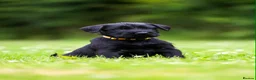 Giant Schnauzer dogs for sale: TRUE QUALITY GIANT SCHNAUZER PUPPIES - Advert 11
