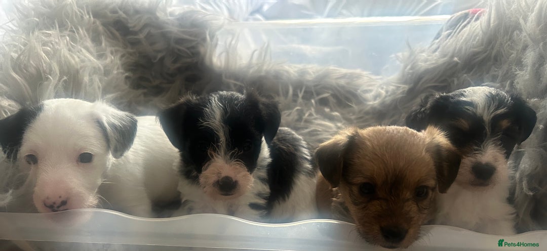 Jackapoo dogs for sale: 4 beautiful jackapoo boys - Image 4