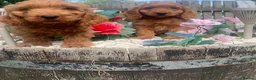 Cockapoo dogs for sale: F1 Cockapoo - Advert 5