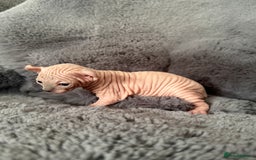 Sphynx cats for sale: 🔥Sphynx and Elf kittens🔥 - Image 14