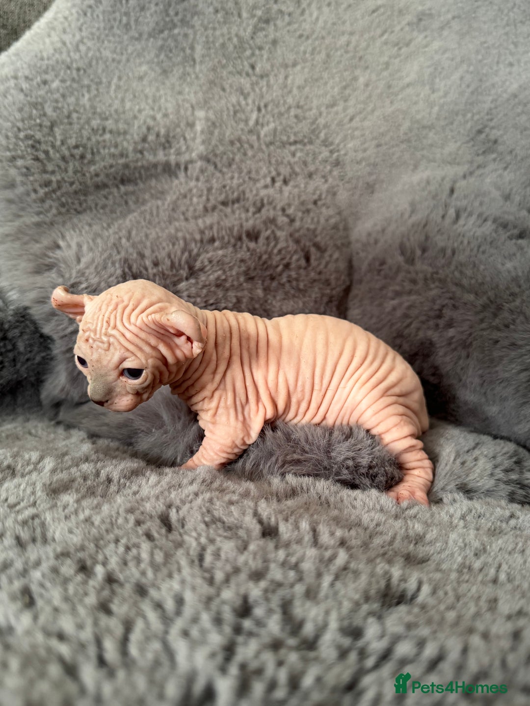 Sphynx cats for sale: 🔥Sphynx and Elf kittens🔥 - Image 14