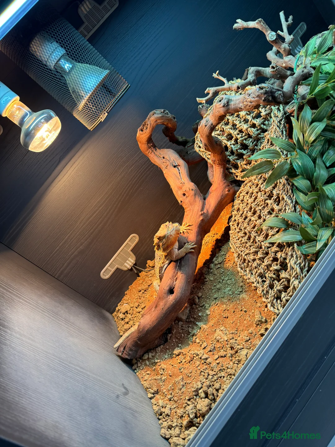 Bearded Dragon reptiles for sale: Two bearded dragons for sale - Advert 2